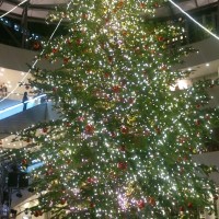 横浜クリスマスツリー2014